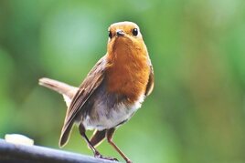 LuckyBird: Šťastný ptáček bloguje – část #2