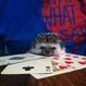Luca Micro Million se stal po dealu kořistí Zdeňka Ježka!