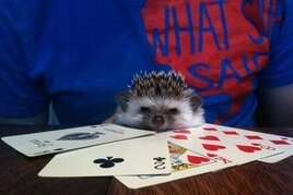 Luca Micro Million se stal po dealu kořistí Zdeňka Ježka!