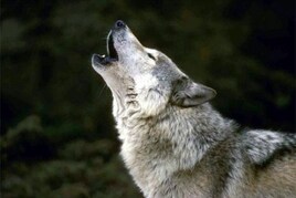 Wolf Millionaire €1M GTD: Třetí flight opět v režii českého hráče, Jana Kefurta