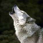 Wolf Millionaire €1M GTD: Třetí flight opět v režii českého hráče, Jana Kefurta