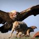 V druhém kole srpnových víkendových speciálů v Go4games zářil Condor!
