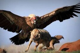 V druhém kole srpnových víkendových speciálů v Go4games zářil Condor!