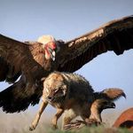 V druhém kole srpnových víkendových speciálů v Go4games zářil Condor!