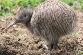 Hilton: Sobotní flight 1Million Crown Series překonal €40K garanci, "Kiwi" byl chipleaderem